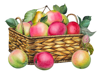 Hand drawn basket of ripe apples. Watercolor illustration of the harvest.