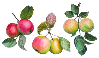 Set with hand drawn apple tree branches with ripe apples and green leaves. Watercolor botanical illustration.