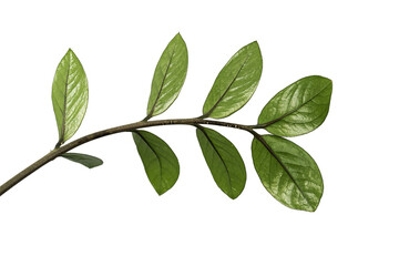 Fresh green leaves on a branch isolated on a white background for botanical purposes
