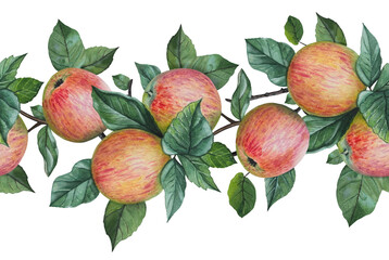 Seamless border with ripe apples and leaves. Watercolor illustration.