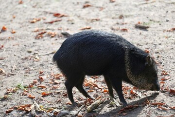 Dark-furred peccary foraging on a sunny day