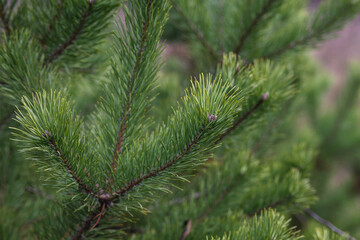 Pinus sylvestris  in the autumn park