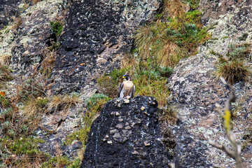 Wanderfalke in einer Felswand auf seinem Freßplatz (Falco peregrinus)