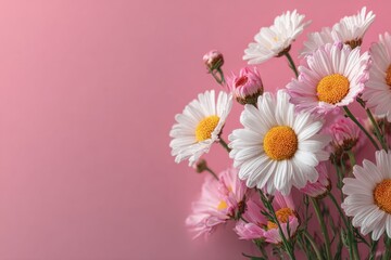 Bunch of white and pink daisies on a solid pink background creates a feminine and floral design