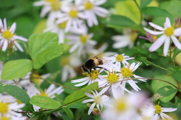 Wild chrysanthemum flowers and a hoverfly