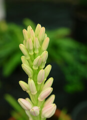 Obraz premium Close-up of pink oleander flower buds with green leaves in soft natural light, tropical garden macro