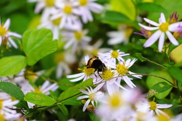 Wild chrysanthemum flowers and a hoverfly