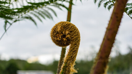 Macro photo of a young fuzzy fern shoot spiraling upward in a natural outdoor setting, showing rich texture and detail, symbolizing growth and renewal in nature.