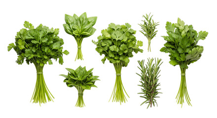 A collection of fresh herbs including parsley, basil, and rosemary, isolated on transparent background