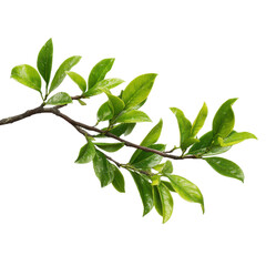Branch with vibrant green leaves on a black background foliage plant, Isolated On White Background, Png Transparent