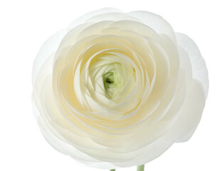 Close-up of a delicate white flower with layered petals