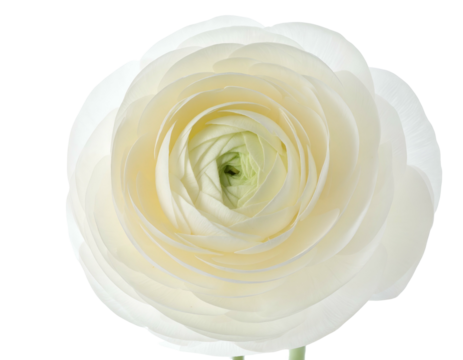 Close-up of a delicate white flower with layered petals