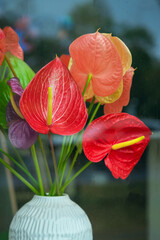 Close-up of colorful anthurium flowers in vase with natural light, natural vivid texture and glossy petals. Tropical elegance and indoor botanical decor