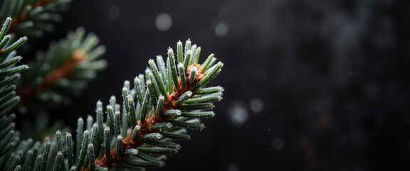 Frosted evergreen branches with snowflakes on dark background  