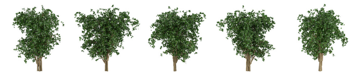 Realistic ficus benjamina tree isolated on white background. High-quality 3D render perfect for architectural visualization, interior design, and landscape decor projects.