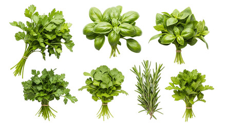 A collection of fresh herbs including basil, parsley, and rosemary, isolated on transparent background