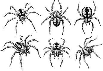 Detailed spider illustration set, black-and-white insect drawings, scientific arachnid clipart, stylized nature graphics, educational vector design, anatomical bug icons