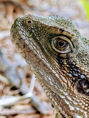 Eastern water dragon head close-up showing scales, Brisbane, Queensland, Australia