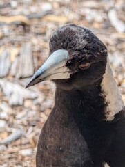 Australian magpie close-up portrait, Brisbane, Queensland, Australia
