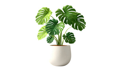 Monstera Plant in Ceramic Pot, isolated on transparent background