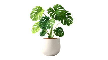 Monstera Plant in Ceramic Pot, isolated on transparent background