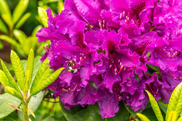 beautiful floral background of flowering rhododendron close up shallow depth of field
