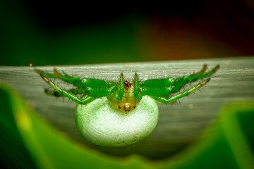 Aoaraneus pentagrammicus-orb-weaving spider with an egg sac
