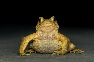 Bufo bankorensis,Formosa Toad endemic frog species in Taiwan