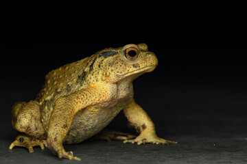 Bufo bankorensis,Formosa Toad endemic frog species in Taiwan