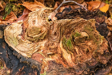 Old stump with moss and leaves on forest floor, Germany, old tree stump texture
