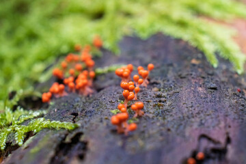 Tiny orange mushrooms growing on fallen tree trunk in forest in Germany, Trichia decipiens