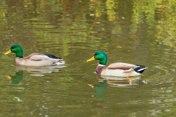 Two male mallard ducks swimming calmly on a pond. Their green iridescent heads and mirrored reflections