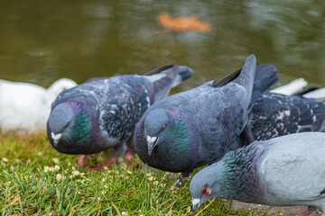 Group of pigeons pecking grass by the water. Their iridescent feathers shimmer in shades of green and purple
