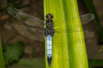 Dragonfly close-up with open wings on a green leaf