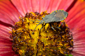 Genus Hygia bug collecting nectar from a flower