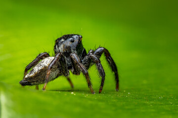 Ptocasius strupifer, jumping spider on a green background