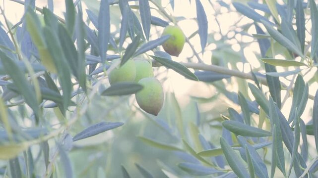 Olive Tree and Sunlight Shining Through Leaves &ndash; Slow Motion 4K Pan Shot in Ayvalik, Turkey