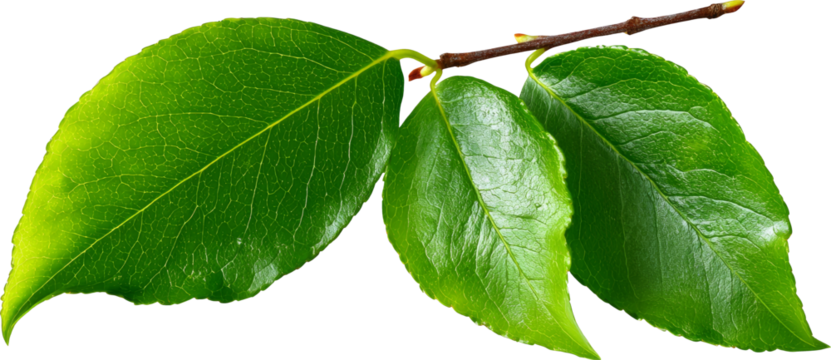 Green leaf fresh natural macro botany create calm mood with vivid detail and gentle shine