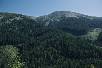 Obraz premium A lush evergreen forest covers the slopes of a Carpathian mountain range under a clear blue sky. Patches of deforestation are visible along the edges of the forest.