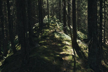 Tall trees surround a narrow, moss-covered ridge. Sunlight filters through the canopy, creating patches of light and shadow along the path.