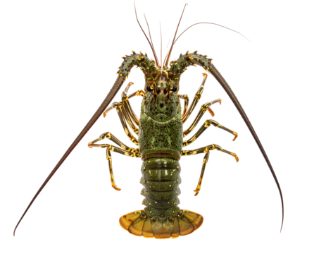 A spiny lobster, poised, its segmented body and long antennae extended