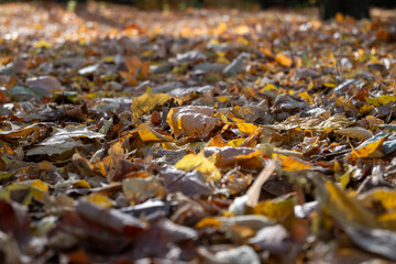 Autumn leaves on the ground in sunlight