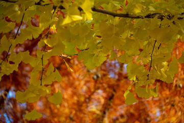 Yellow autumn leaves in foreground with blurred brown foliage background