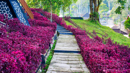 Colorful garden walkway lined with vibrant purple-red shrubs leading through a hillside resort, captured in natural daylight.