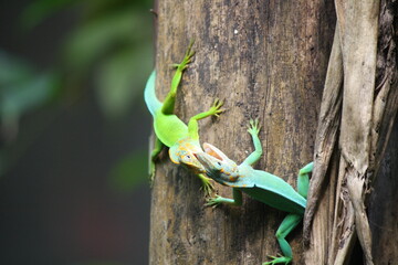Lizard friends