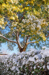 Silver wattle and evergreen plants under the snow. Sirius. Krasnodar Krai. Russia