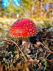 Fly Agaric on Forest Floor