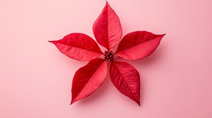 Festive Red Star Flower on Pink Background