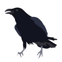 Black raven bird standing and calling illustration