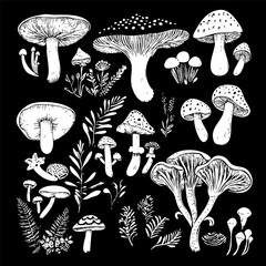 A collection of mushrooms. Black and whiite vector illustration